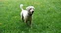 Frodo_33